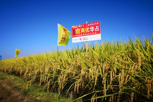 冠(guan)兩優(you)華(hua)佔