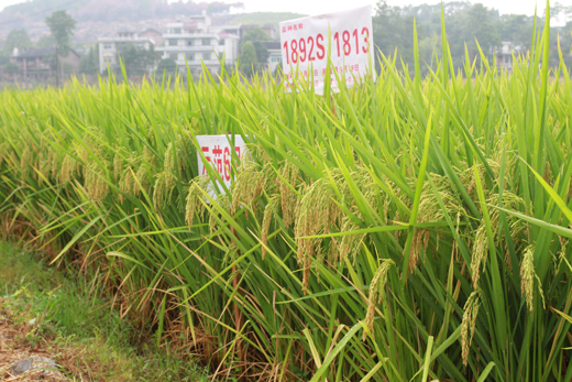幑兩優(you)1813