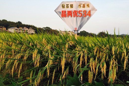 鑽(zuan)石(shi)稻——晶兩(liang)優(you)534