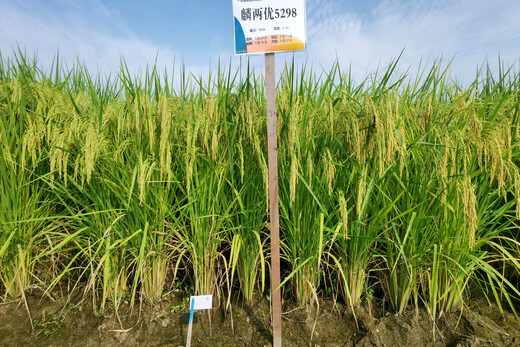 麐兩優5298