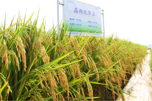 晶兩優(you)華(hua)佔——造(zao)福稻(dao)