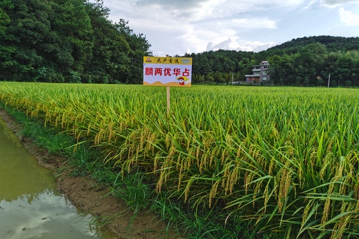 麐兩(liang)優(you)華佔(zhan)
