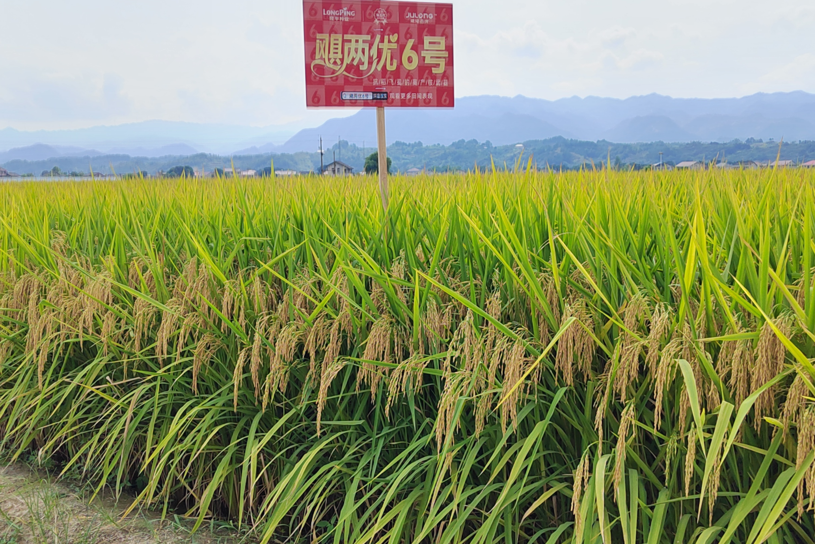 颶(ju)兩(liang)優(you)6號——抗(kang)稻(dao)飛(fei)蝨(shi)
